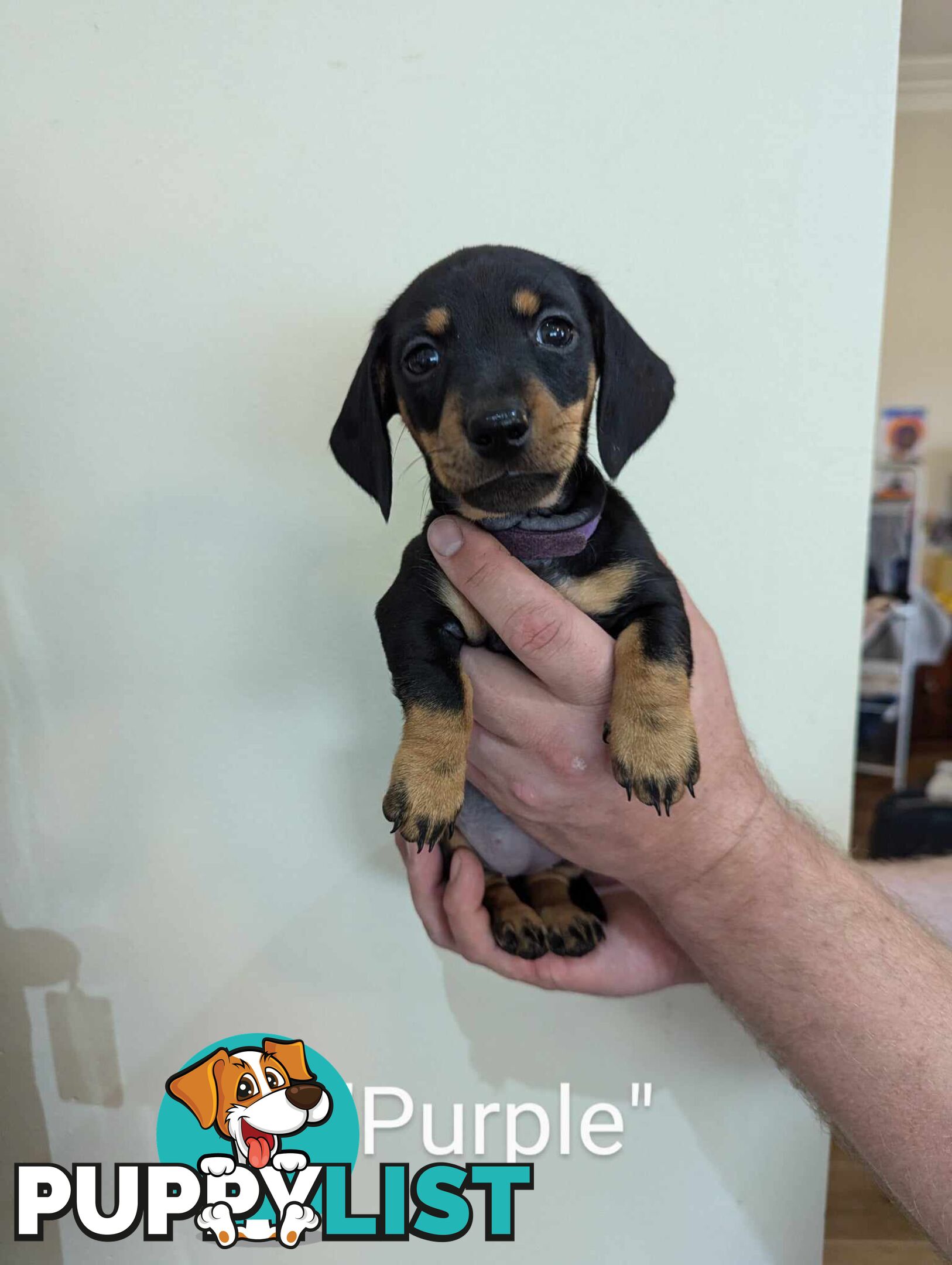 Miniature Dachshund