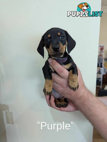 Miniature Dachshund