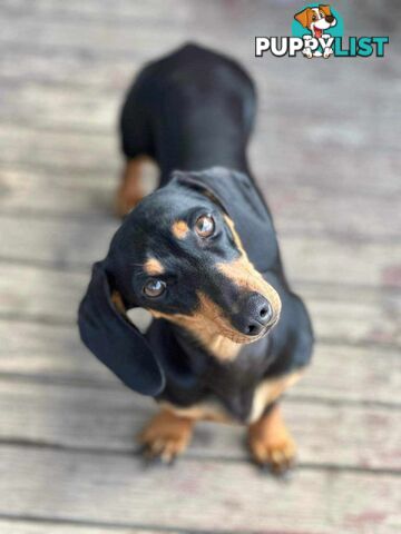 Miniature Dachshund