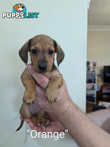 Miniature Dachshund