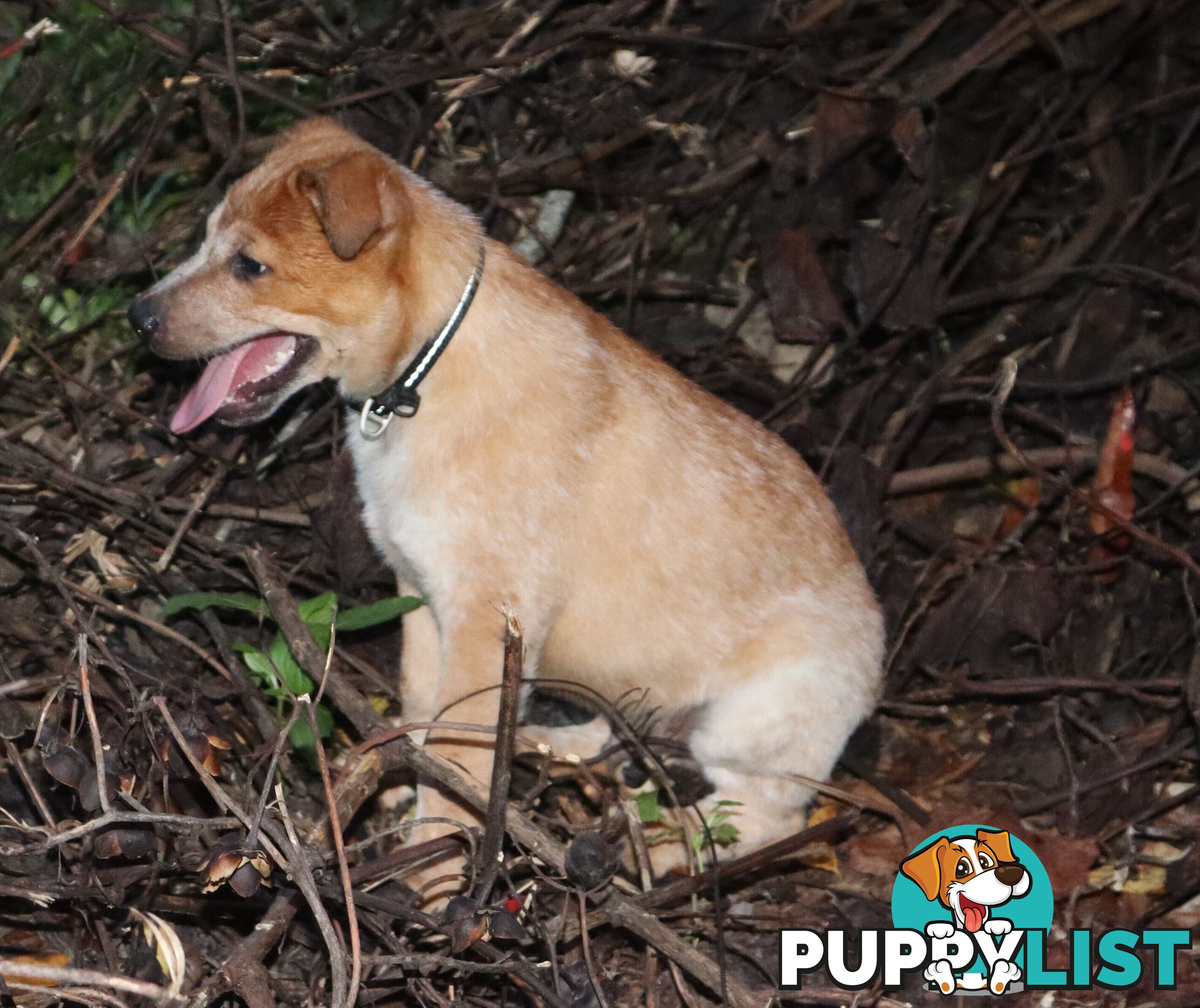 RED AUSTRALIAN STUMPY TAIL CATTLE PUPS