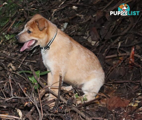 RED AUSTRALIAN STUMPY TAIL CATTLE PUPS