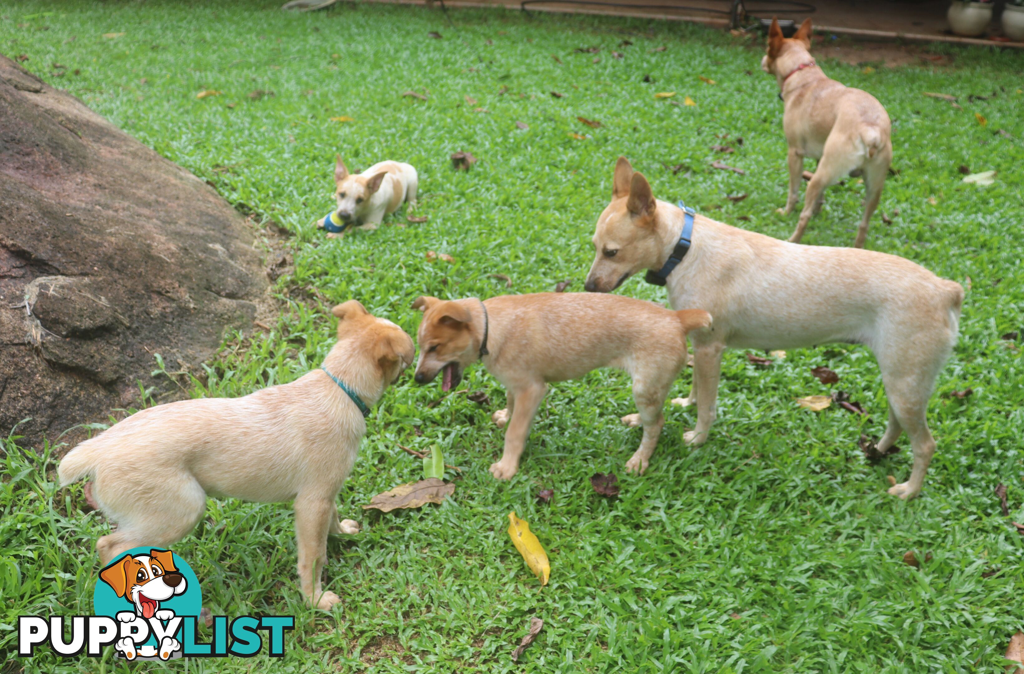 RED AUSTRALIAN STUMPY TAIL CATTLE PUPS