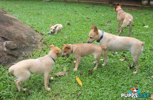 RED AUSTRALIAN STUMPY TAIL CATTLE PUPS