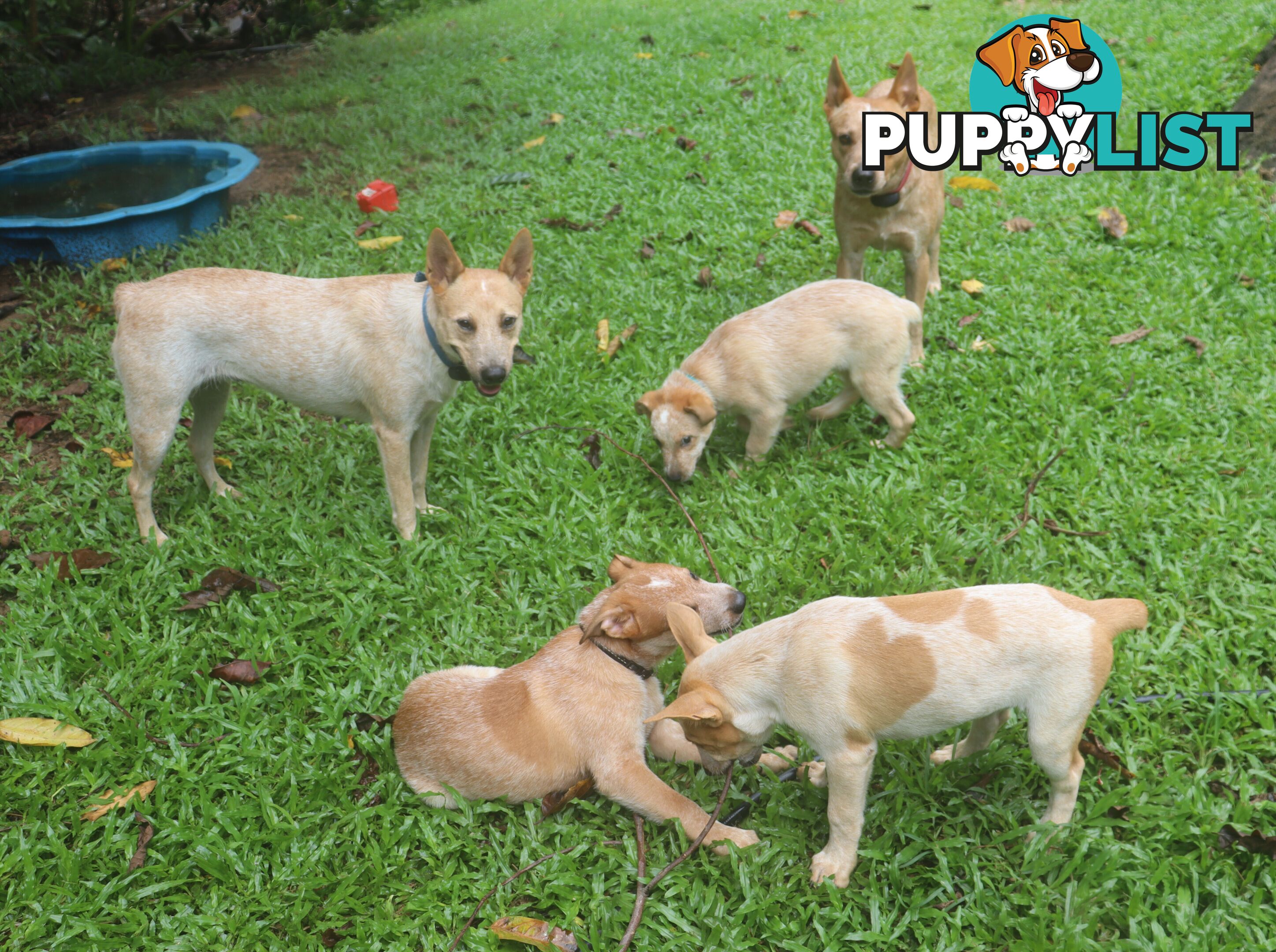 RED AUSTRALIAN STUMPY TAIL CATTLE PUPS