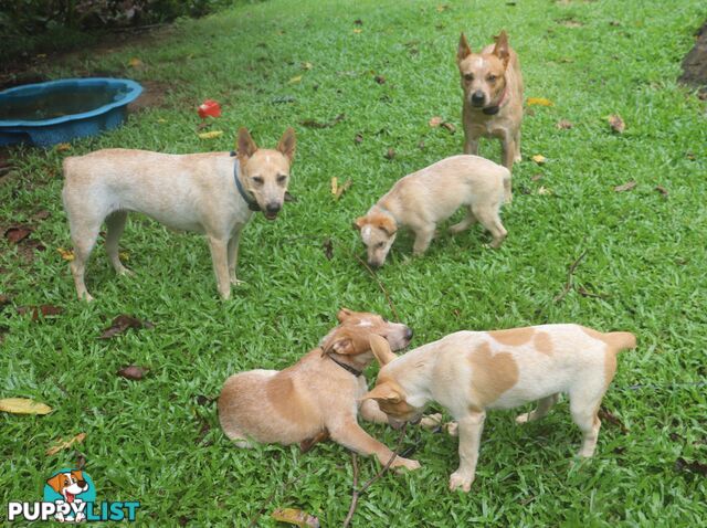 RED AUSTRALIAN STUMPY TAIL CATTLE PUPS