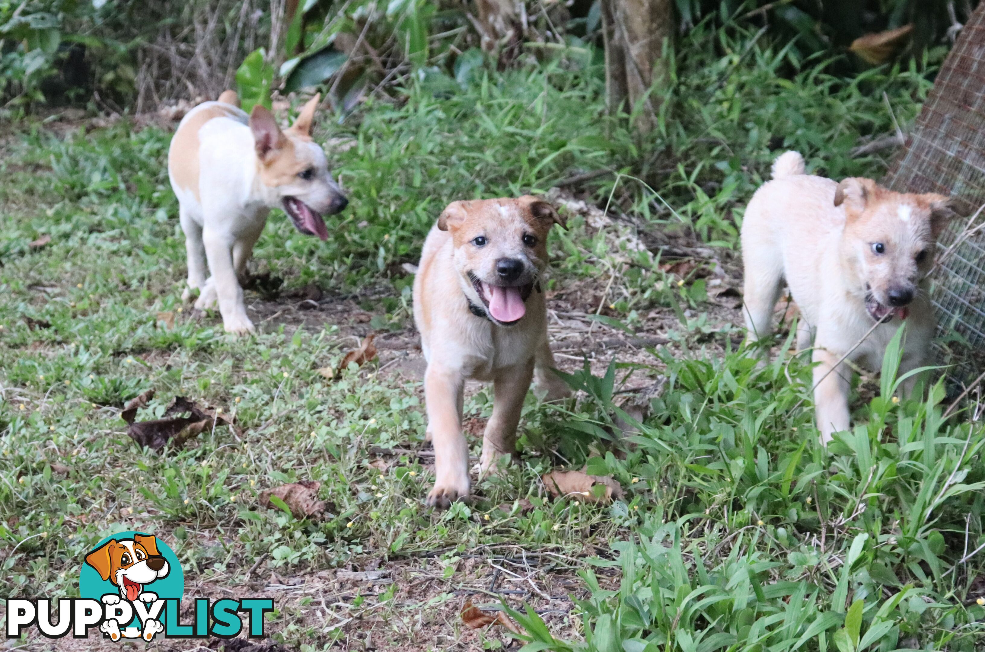 RED AUSTRALIAN STUMPY TAIL CATTLE PUPS