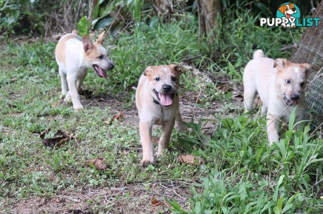 RED AUSTRALIAN STUMPY TAIL CATTLE PUPS