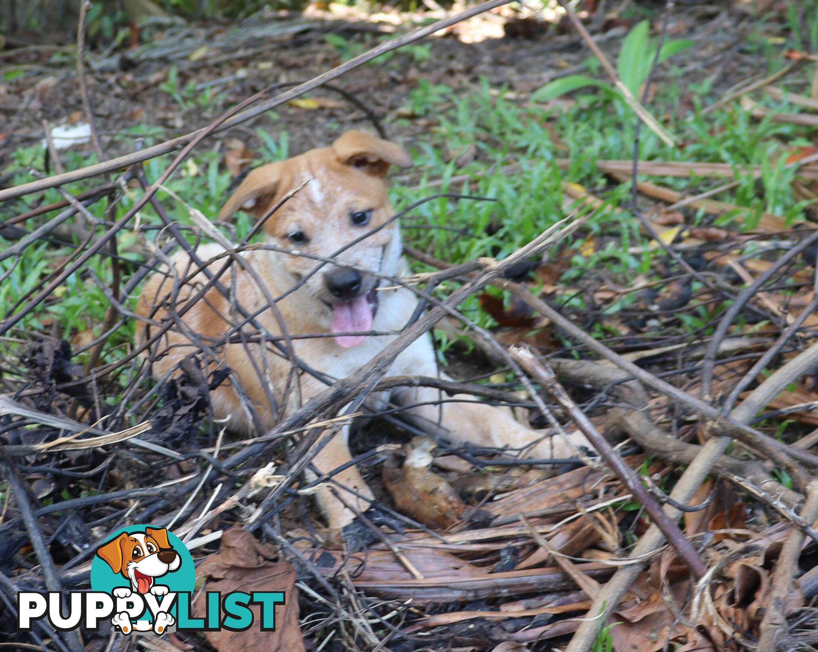 RED AUSTRALIAN STUMPY TAIL CATTLE PUPS