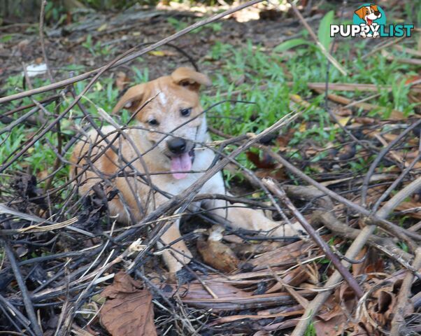 RED AUSTRALIAN STUMPY TAIL CATTLE PUPS