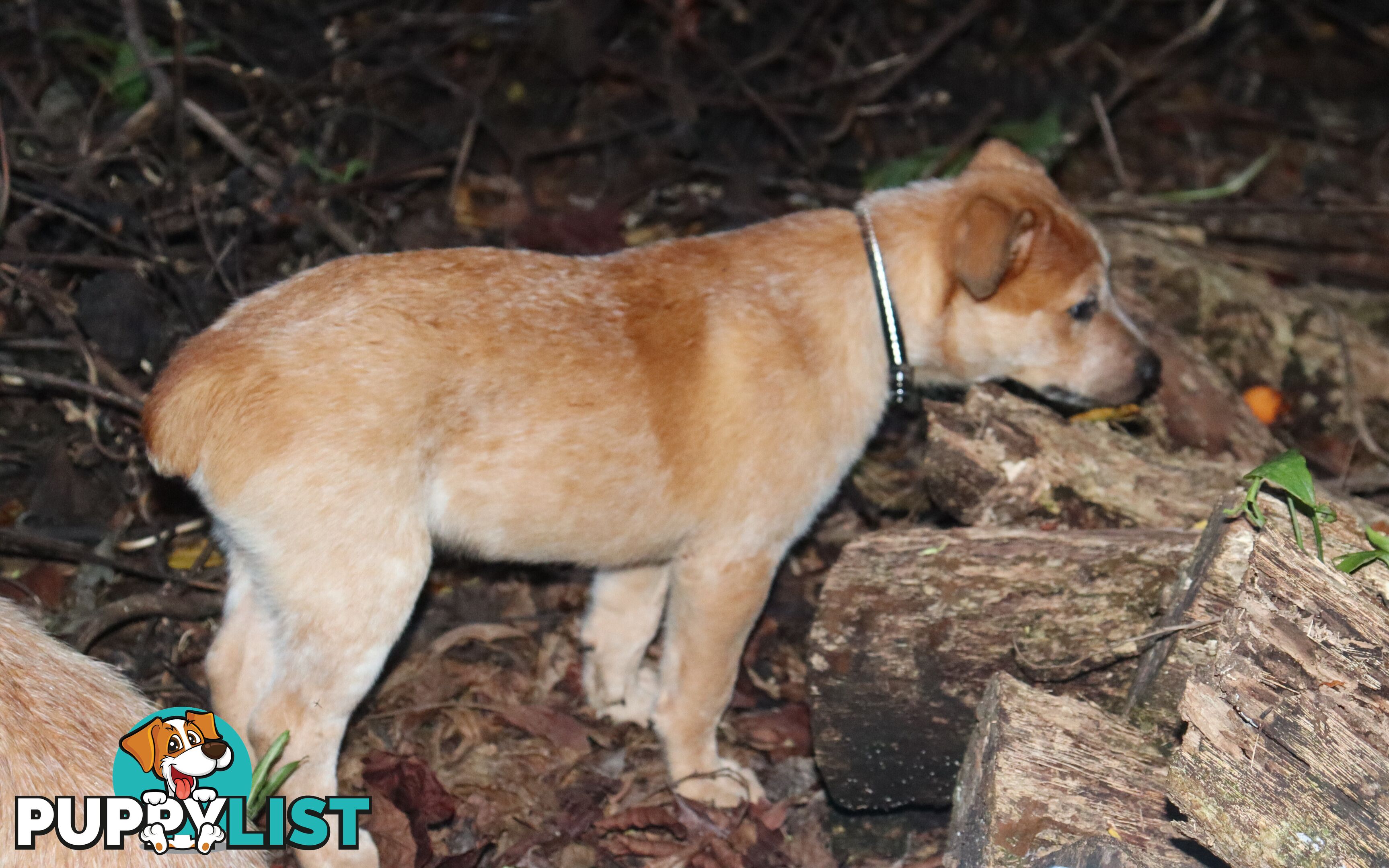 RED AUSTRALIAN STUMPY TAIL CATTLE PUPS