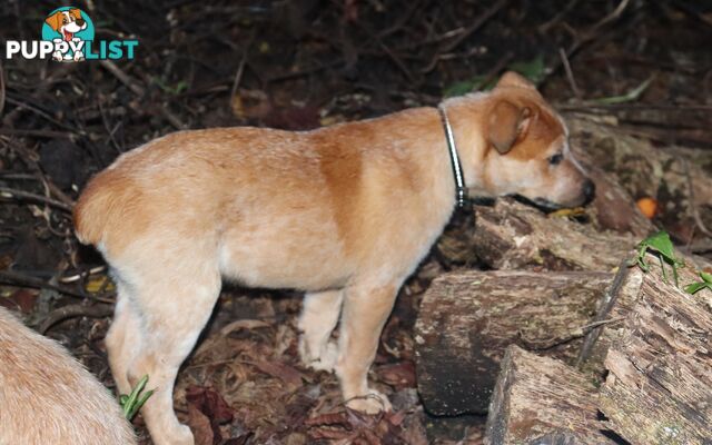 RED AUSTRALIAN STUMPY TAIL CATTLE PUPS