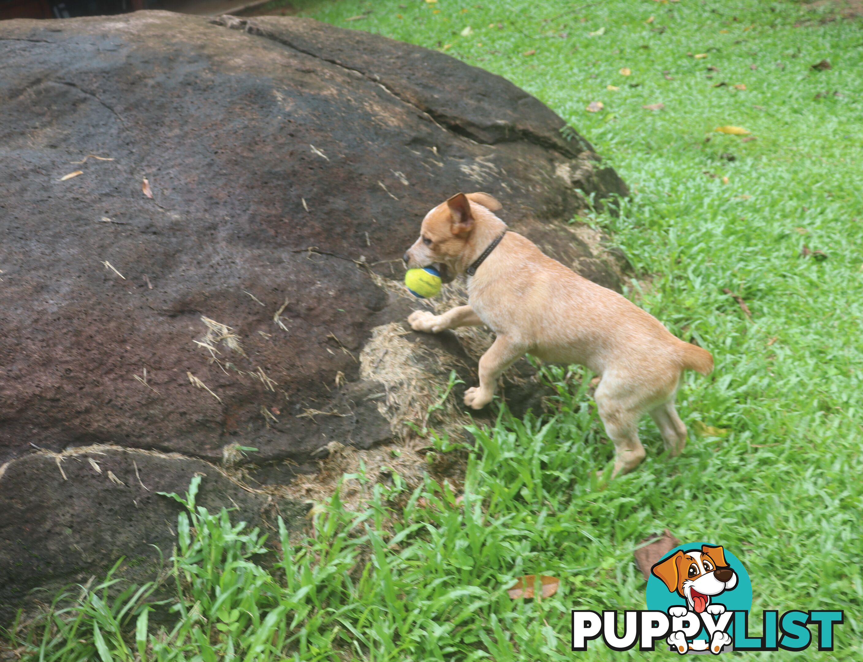 RED AUSTRALIAN STUMPY TAIL CATTLE PUPS