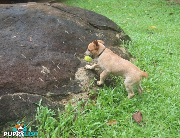 RED AUSTRALIAN STUMPY TAIL CATTLE PUPS