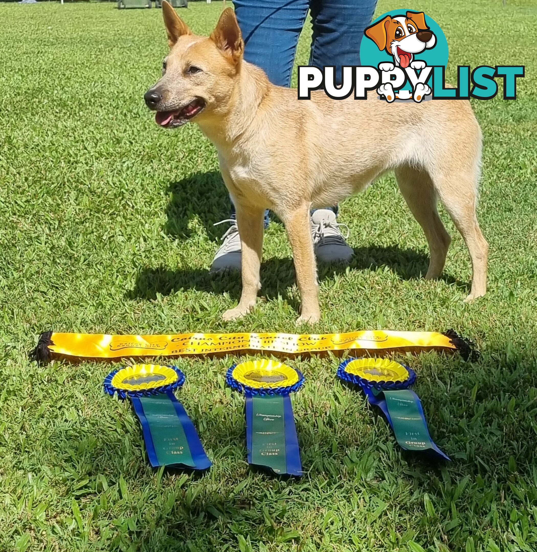 RED AUSTRALIAN STUMPY TAIL CATTLE PUPS