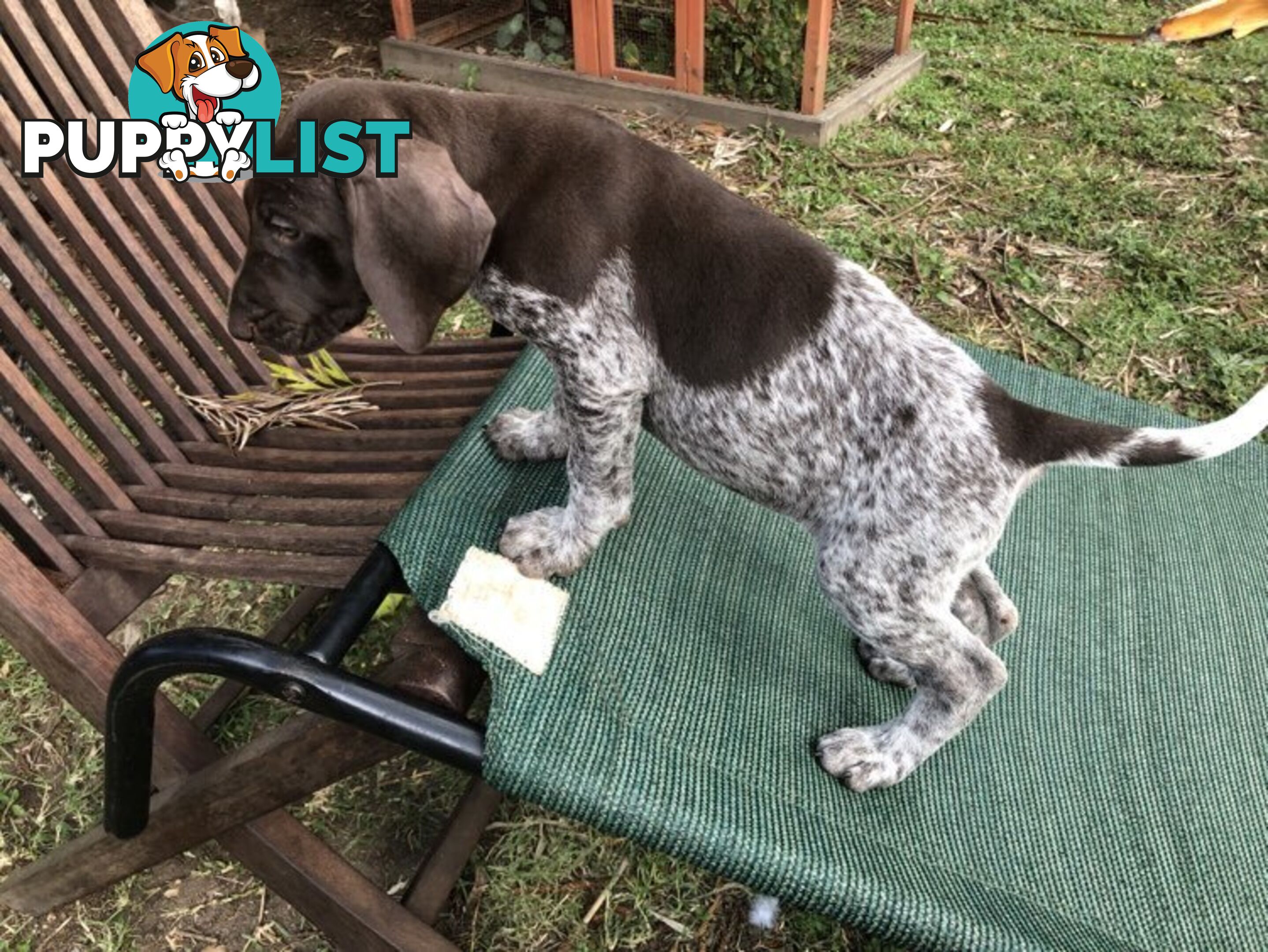 German Shorthaired Pointer