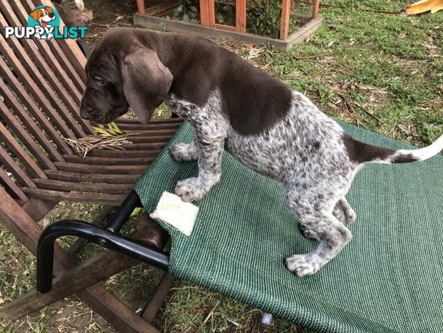 German Shorthaired Pointer