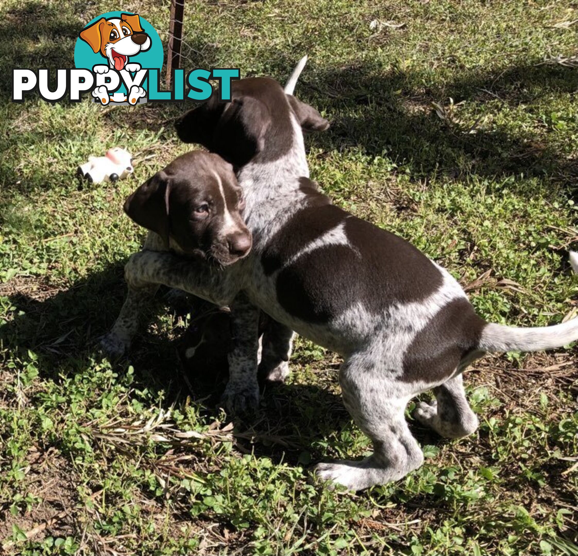 German Shorthaired Pointer