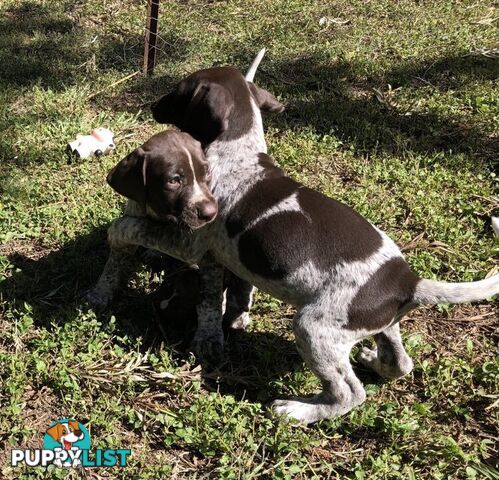 German Shorthaired Pointer