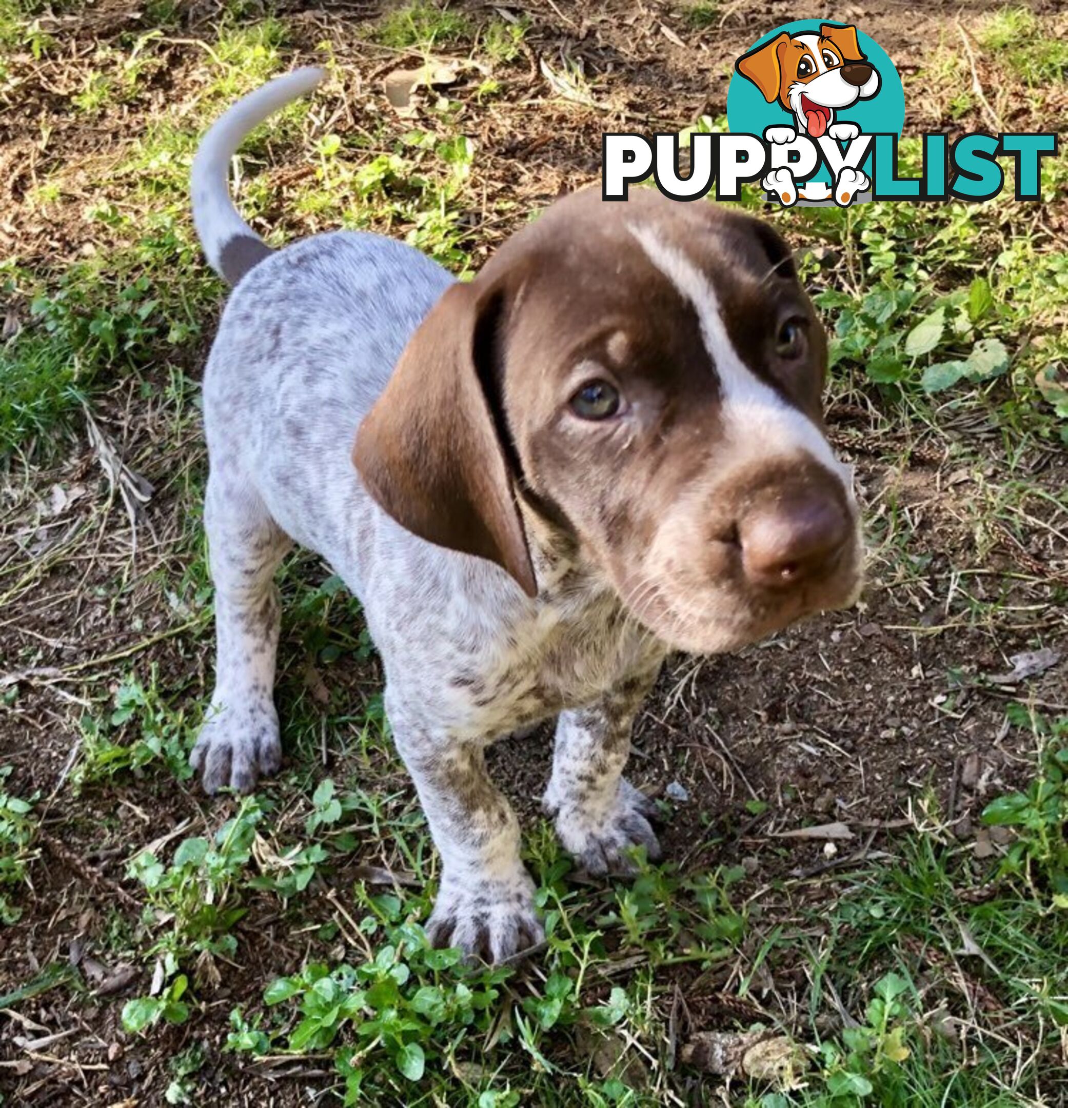 German Shorthaired Pointer