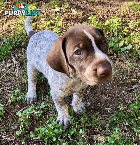 German Shorthaired Pointer