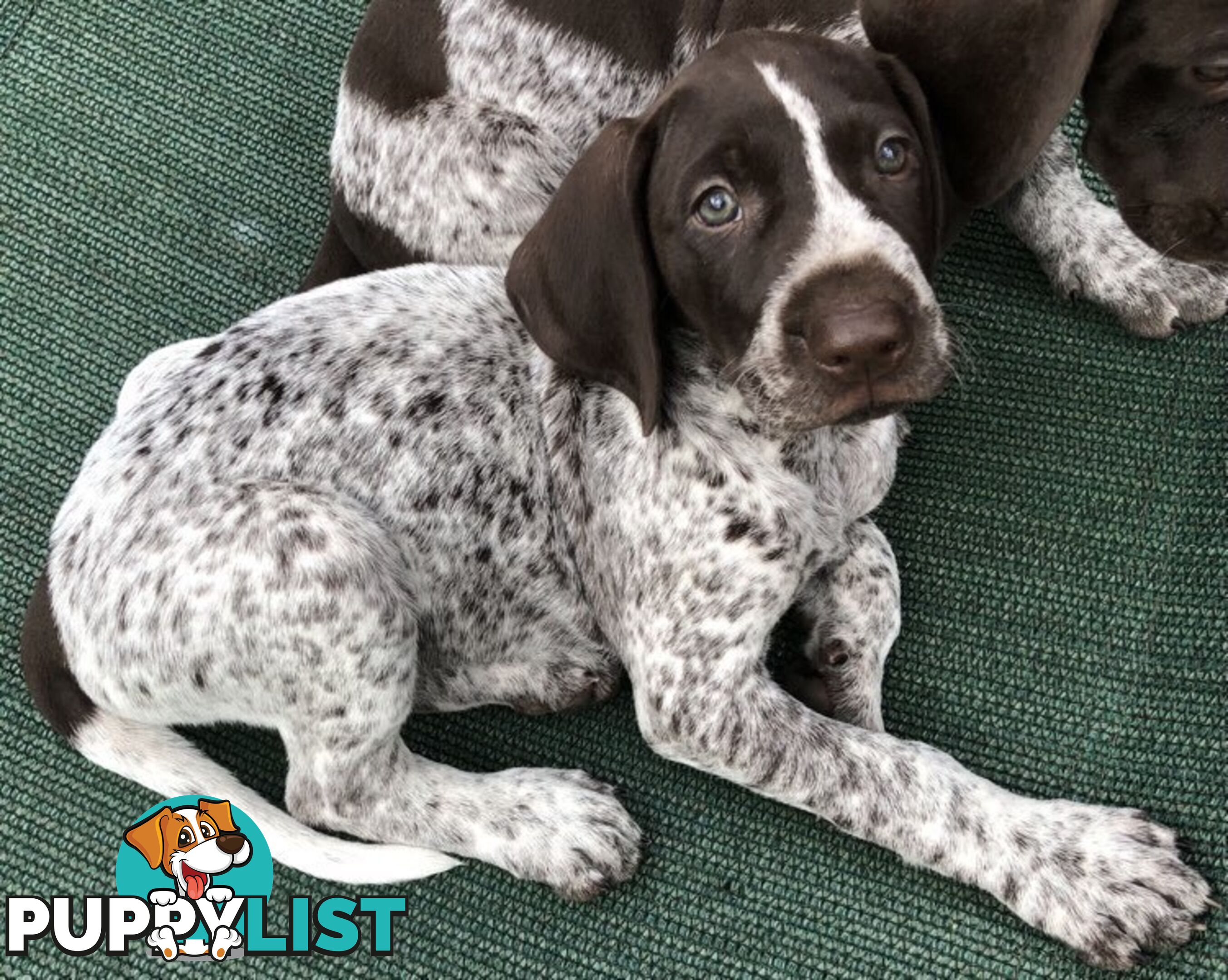 German Shorthaired Pointer