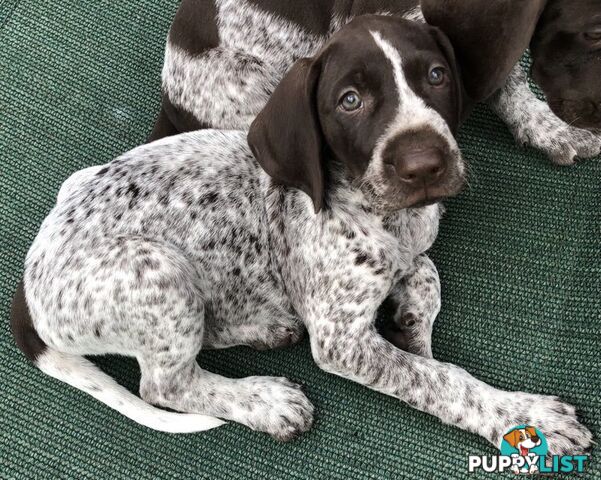 German Shorthaired Pointer