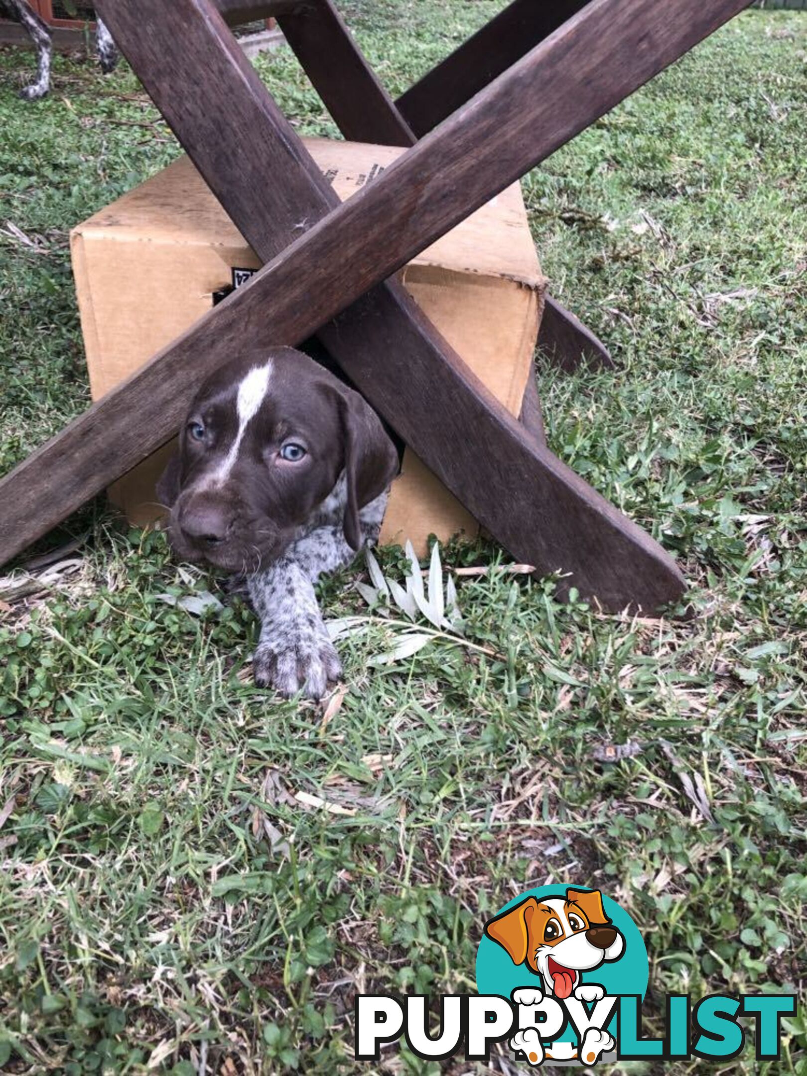 German Shorthaired Pointer