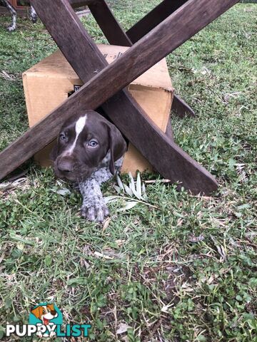 German Shorthaired Pointer