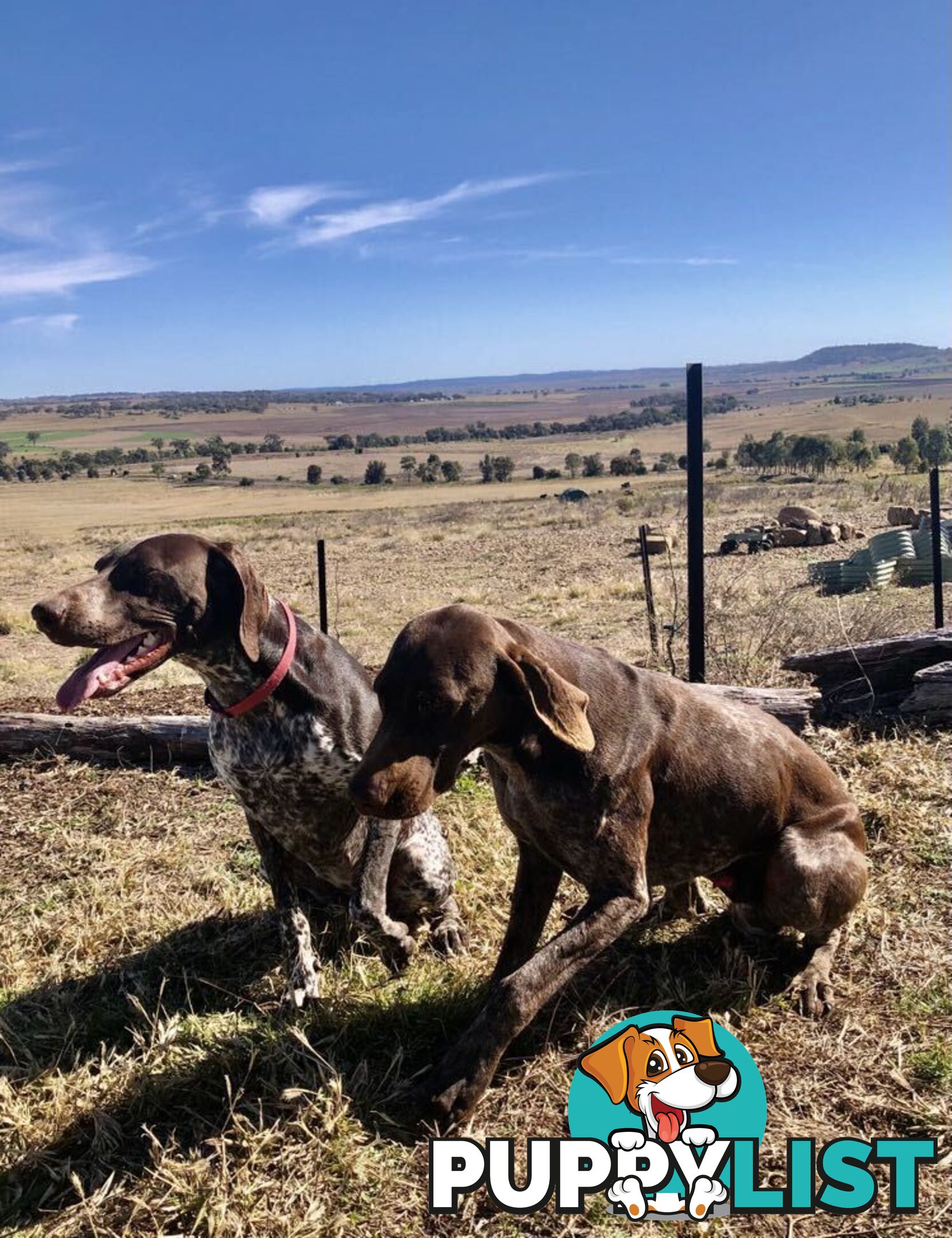 German Shorthaired Pointer