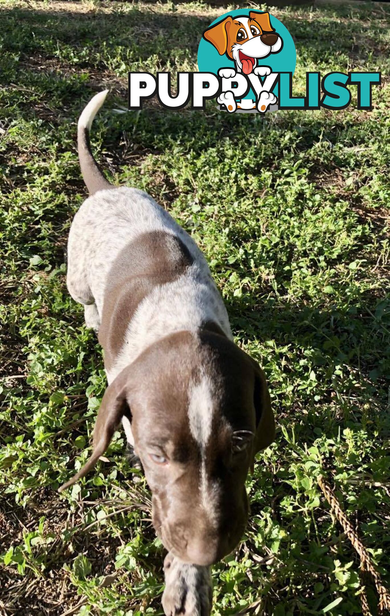 German Shorthaired Pointer