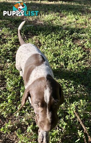 German Shorthaired Pointer