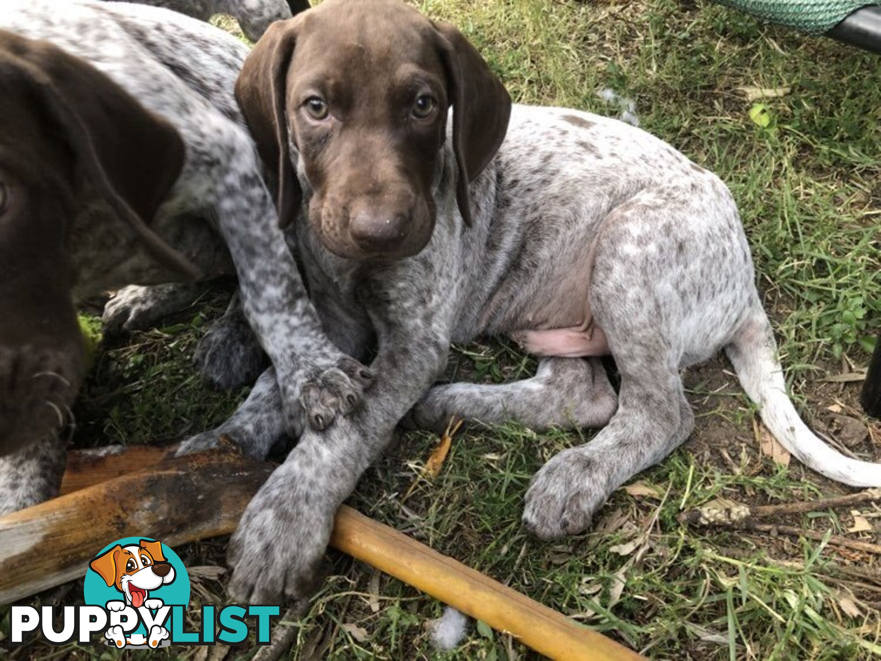 German Shorthaired Pointer