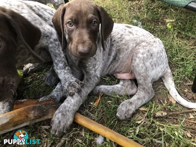 German Shorthaired Pointer