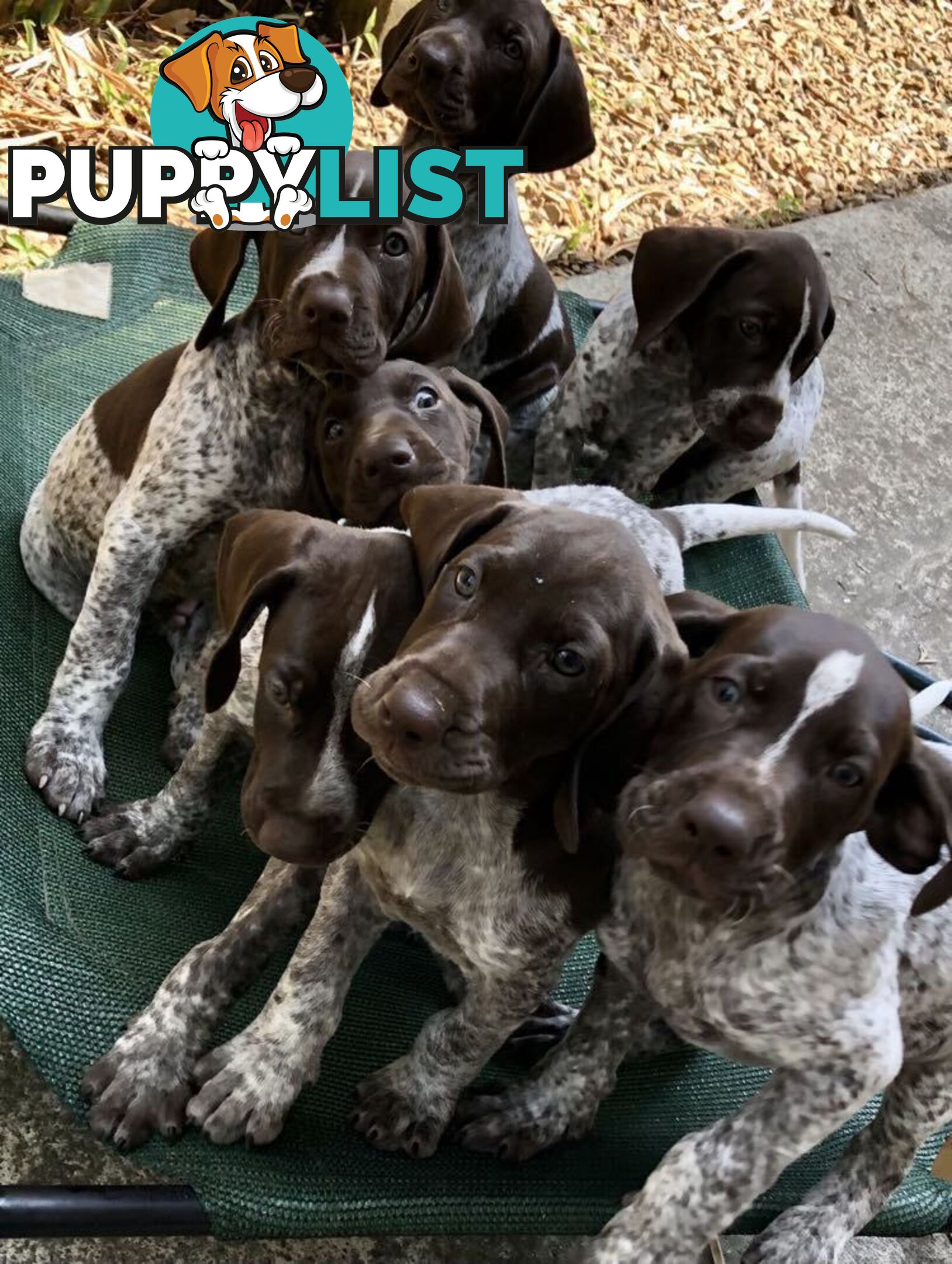 German Shorthaired Pointer