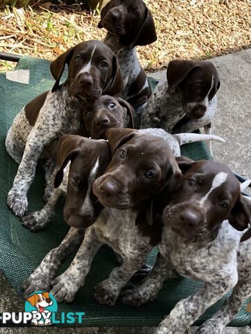 German Shorthaired Pointer