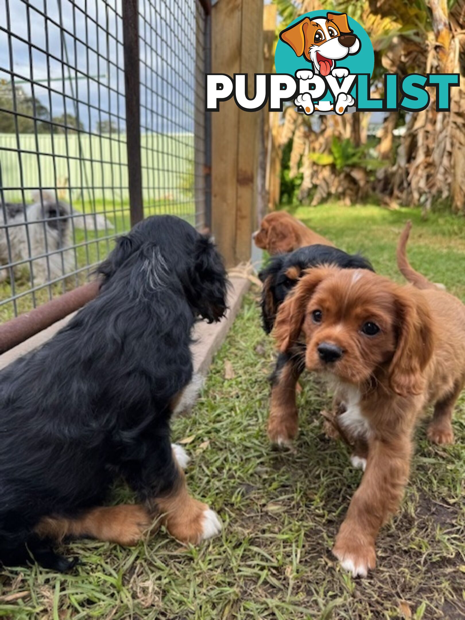Cavalier King Charles Spaniel
