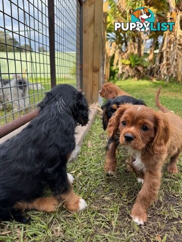 Cavalier King Charles Spaniel