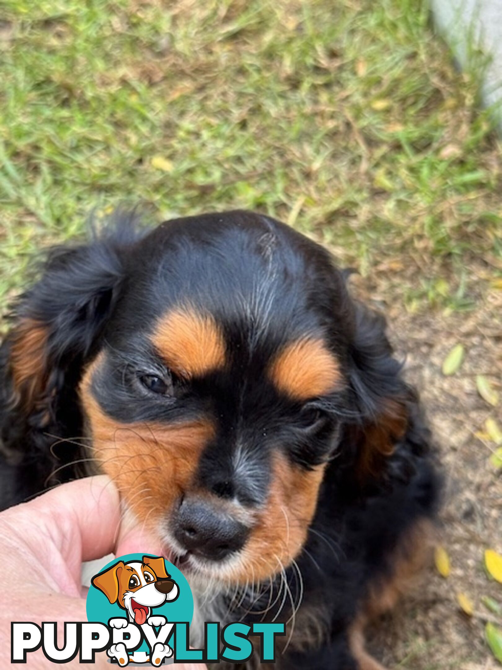 Cavalier King Charles Spaniel