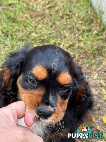 Cavalier King Charles Spaniel