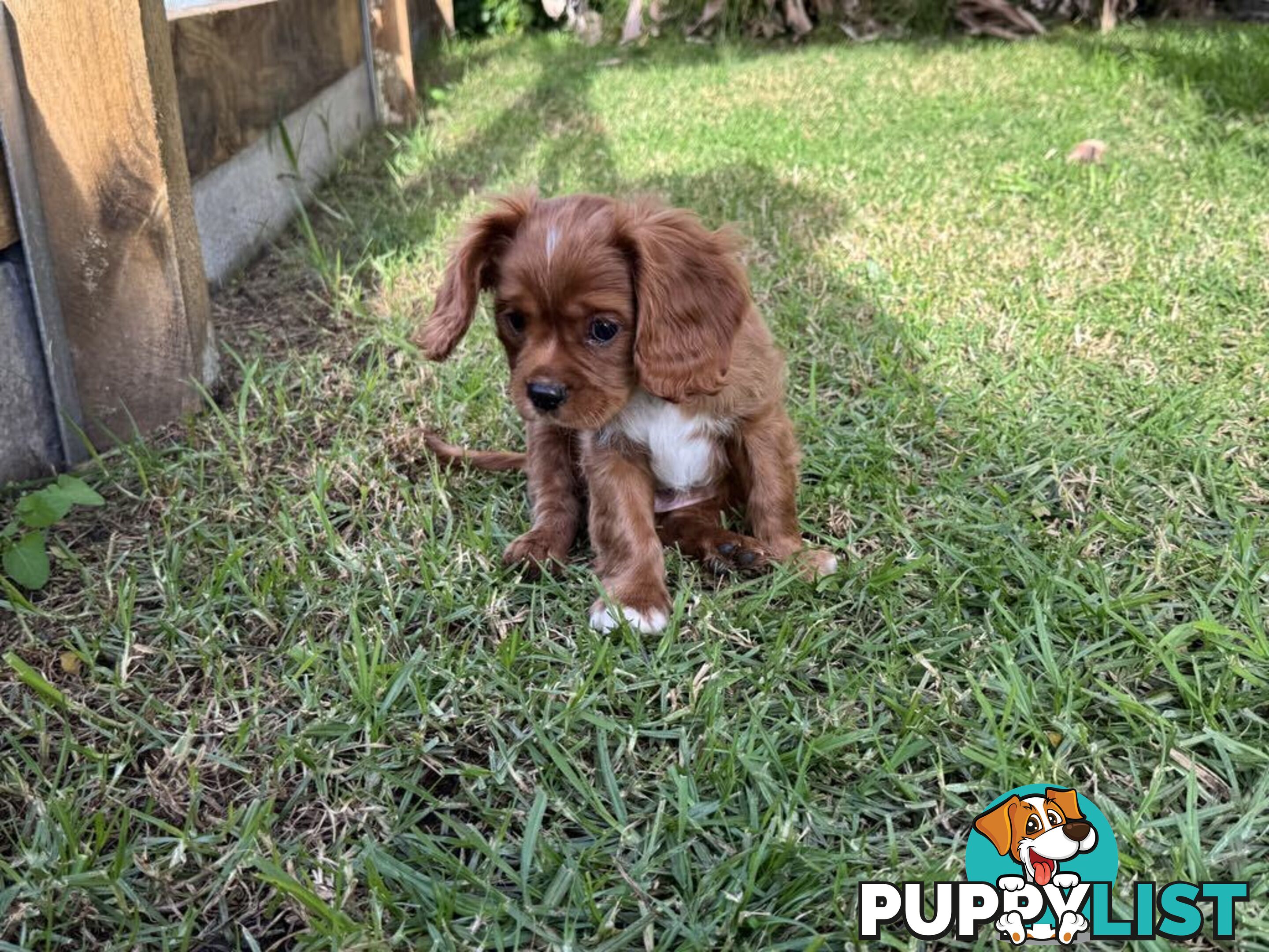 Cavalier King Charles Spaniel