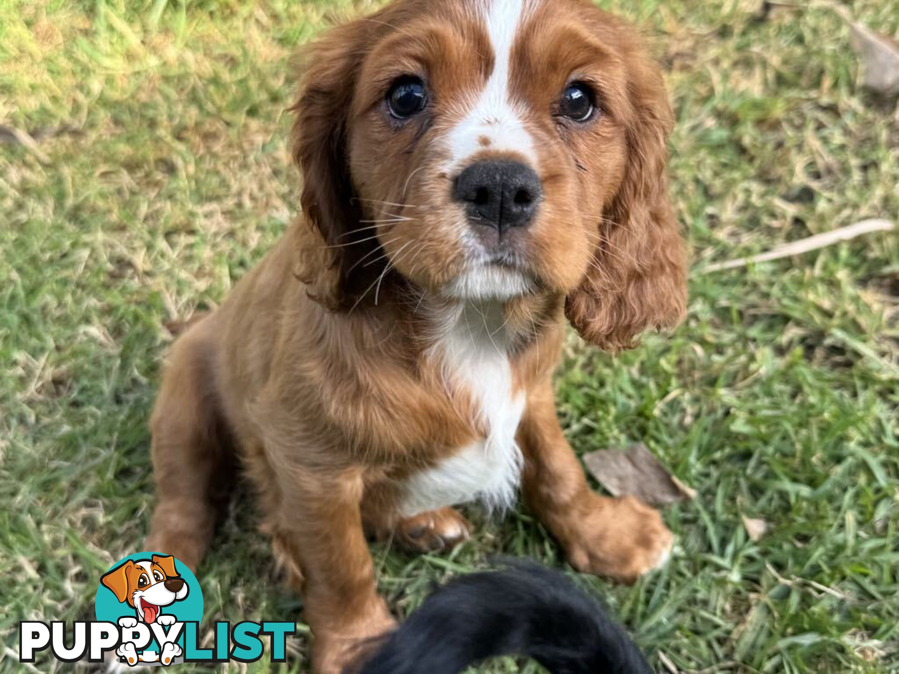 Cavalier King Charles Spaniel