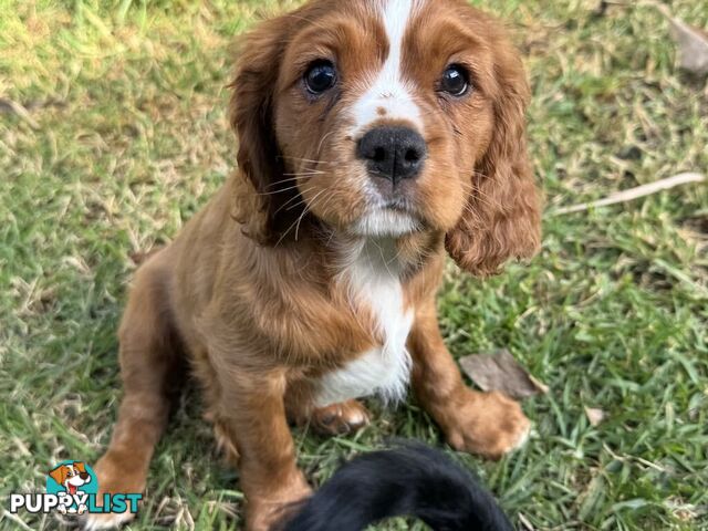 Cavalier King Charles Spaniel