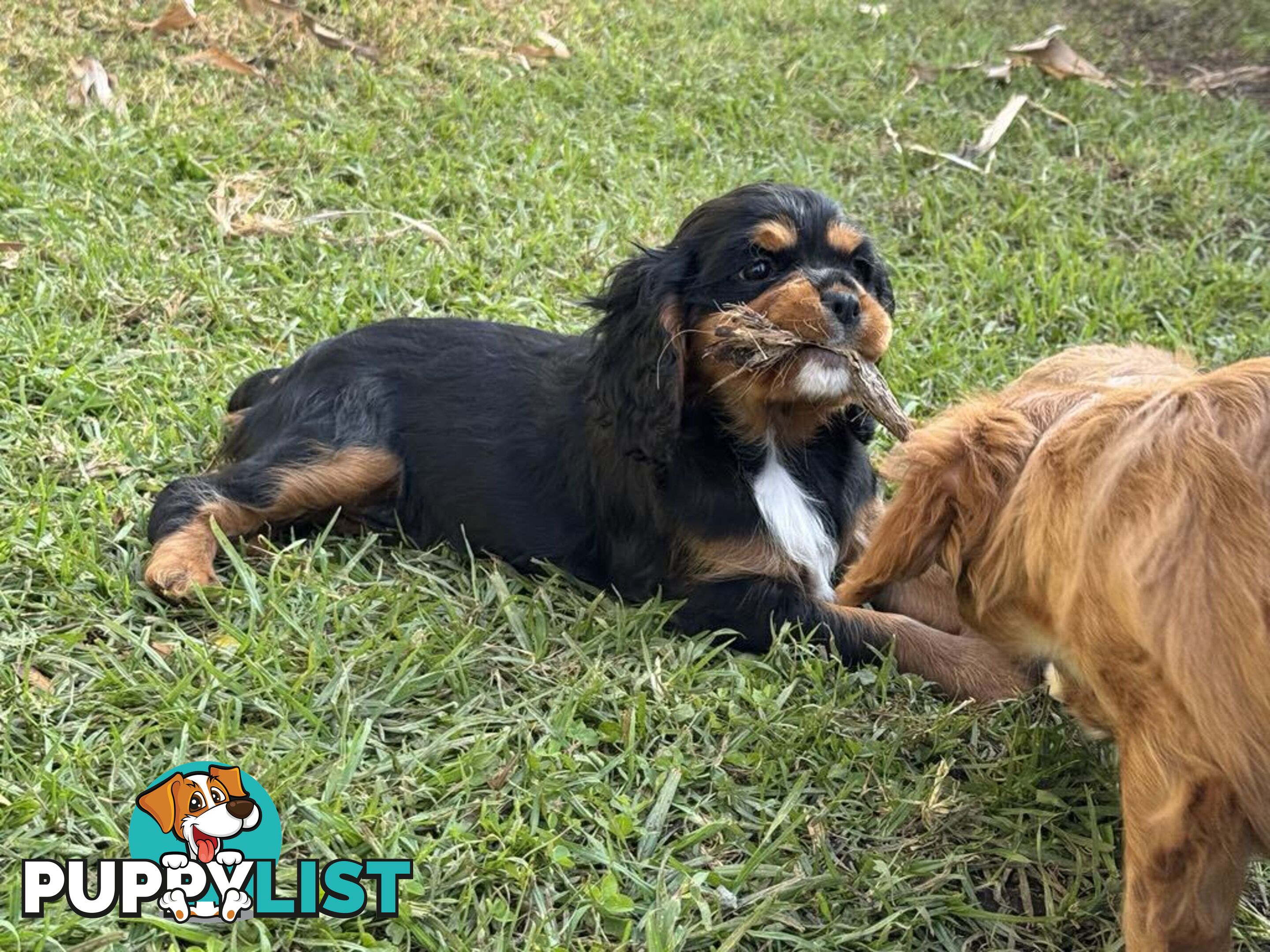 Cavalier King Charles Spaniel
