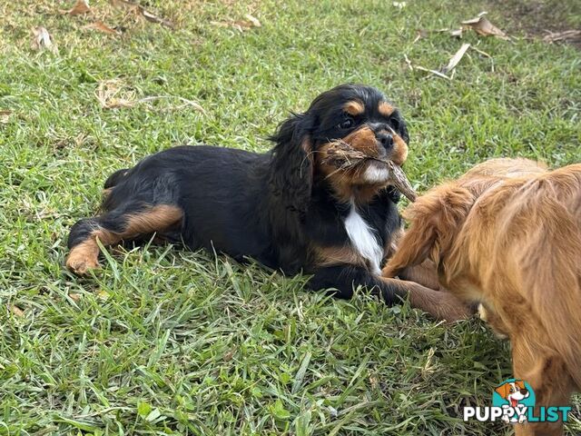 Cavalier King Charles Spaniel