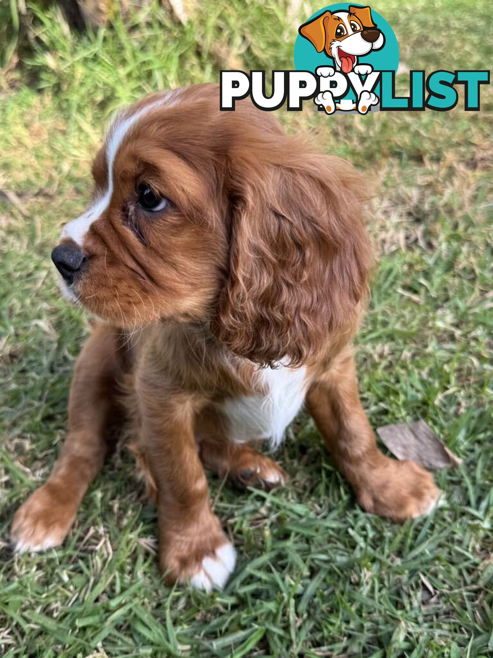 Cavalier King Charles Spaniel