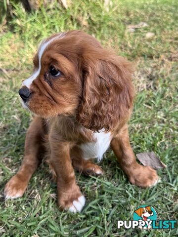 Cavalier King Charles Spaniel