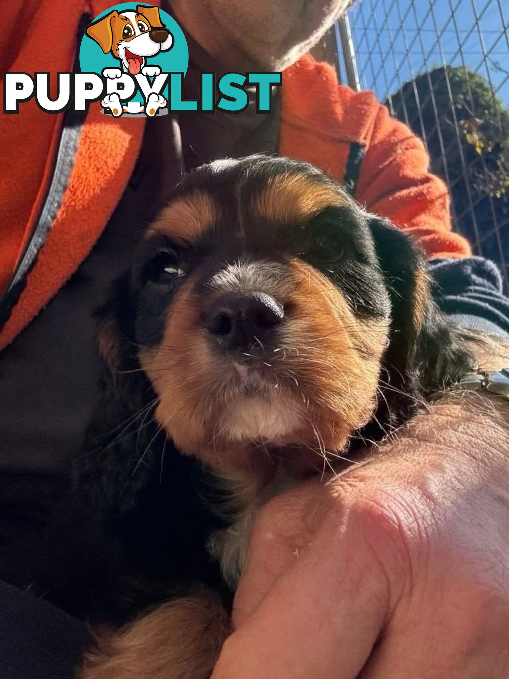Cavalier King Charles Spaniel