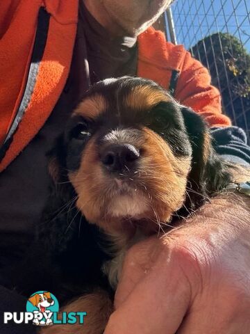 Cavalier King Charles Spaniel