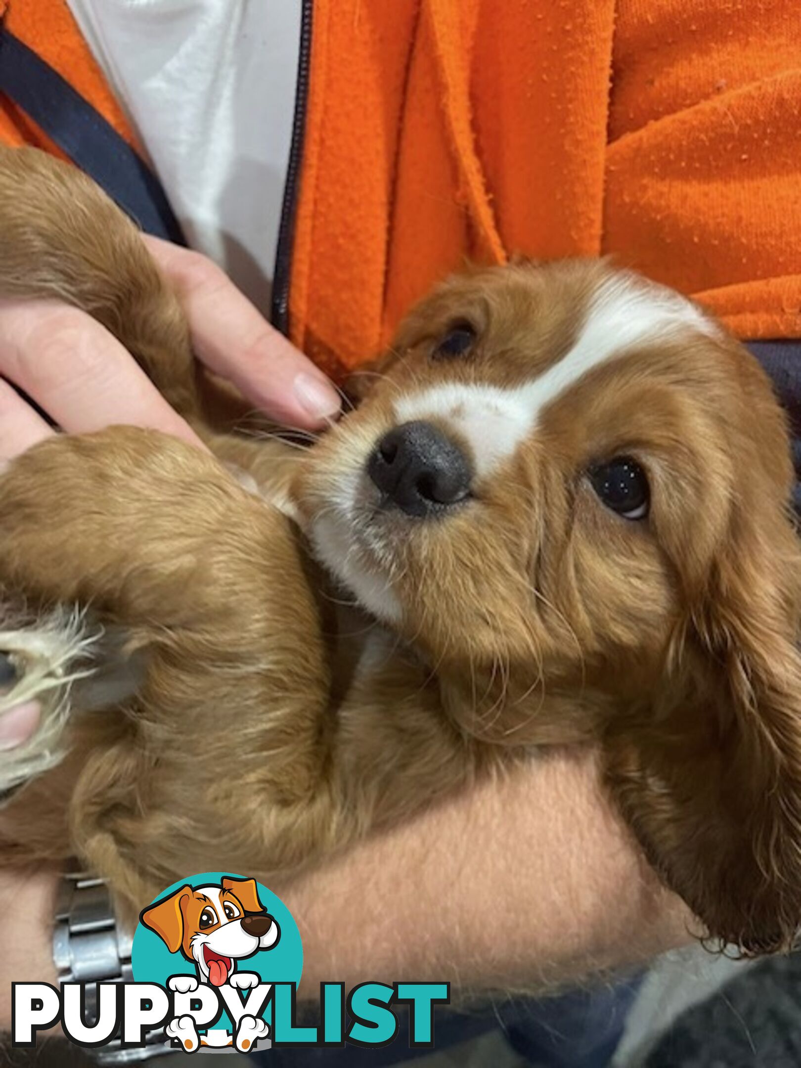 Cavalier King Charles Spaniel